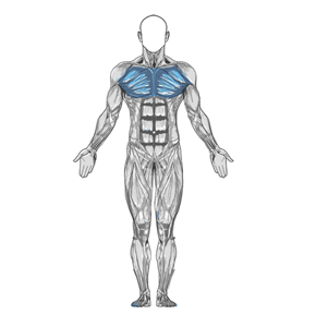 Straight-arm dumbbell pull-over muscle diagram