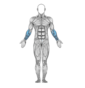 Dumbbell farmer's walk muscle diagram